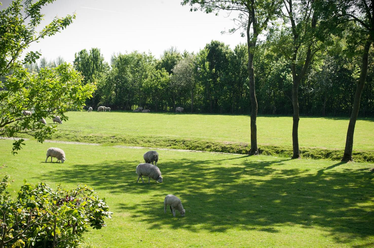 Schapen in het weiland onder de bomen